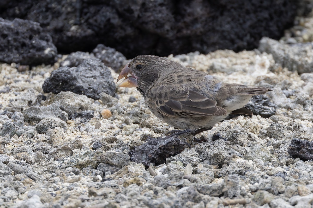 Large Ground-Finch - ML627349629