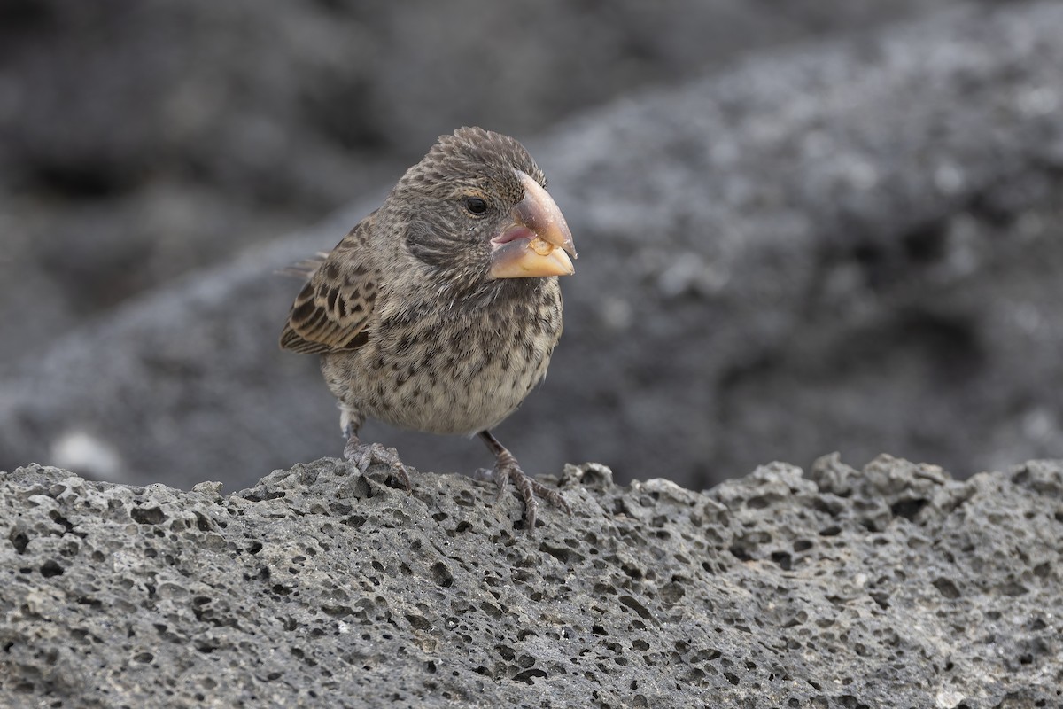Large Ground-Finch - ML627349630