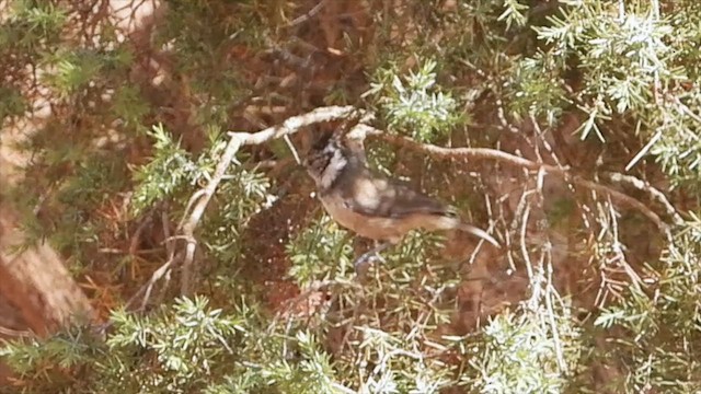 Mésange huppée - ML627349631