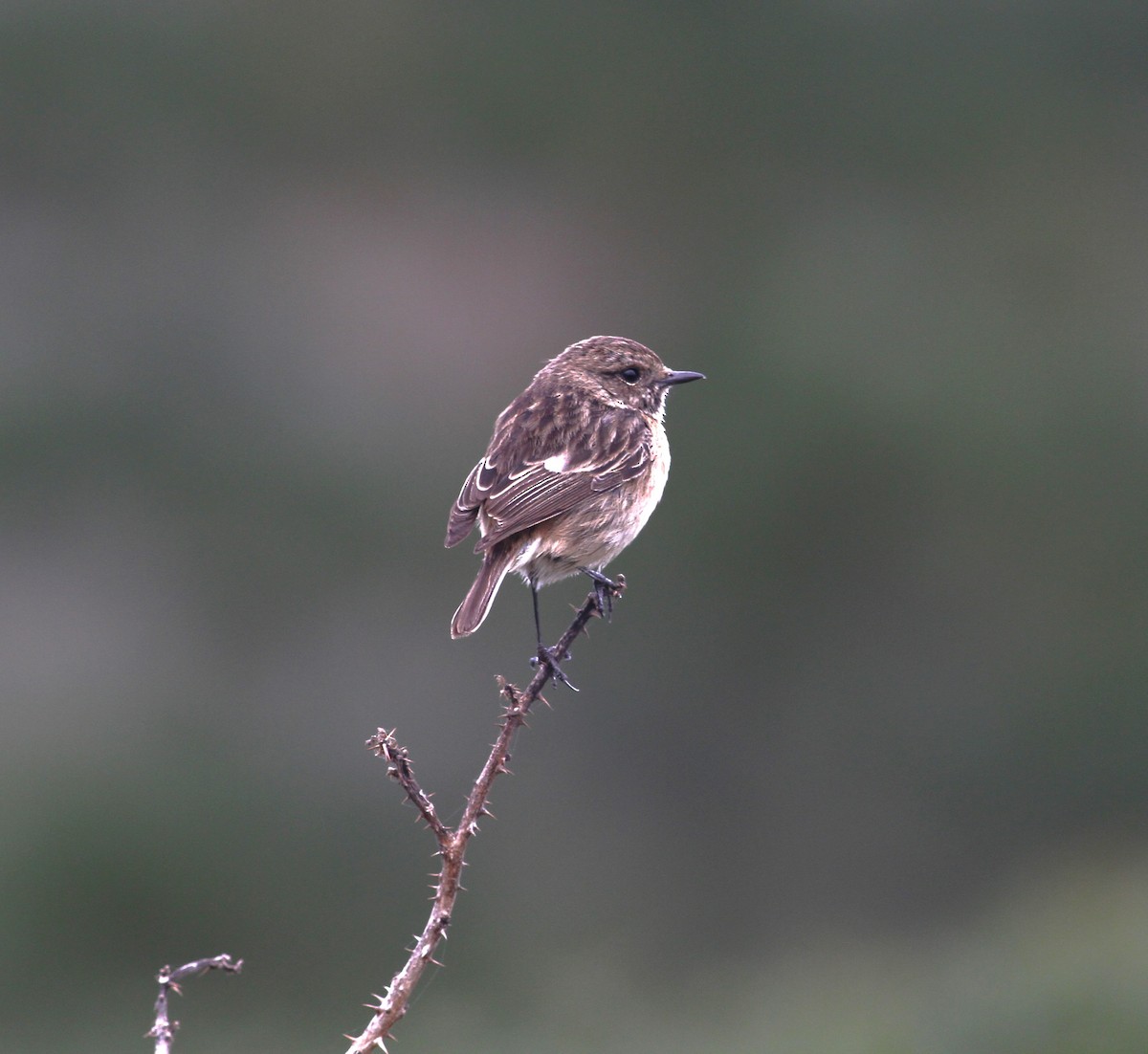 European Stonechat - ML627349818