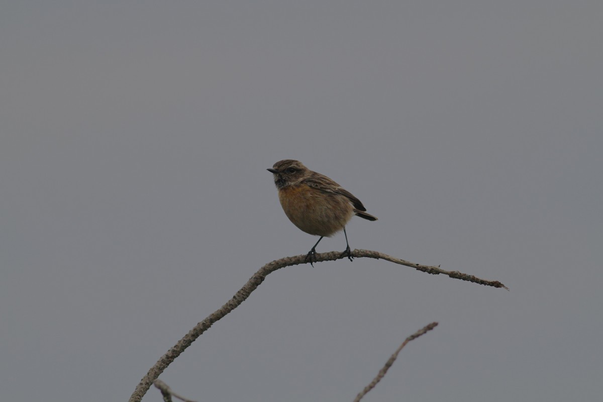 European Stonechat - ML627349820