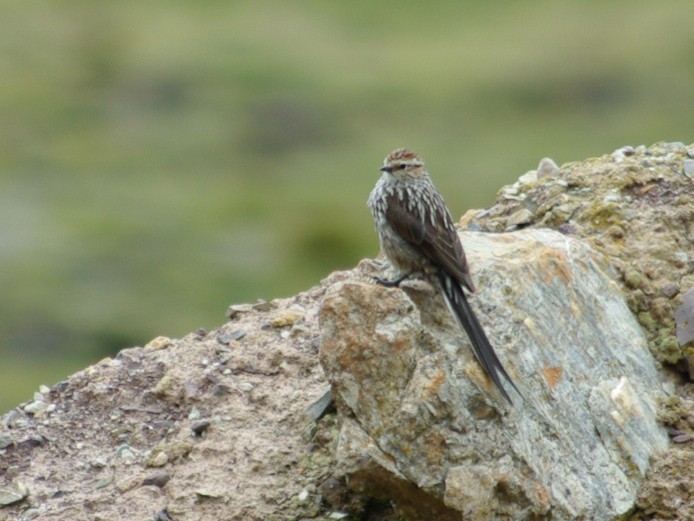 Сікора андська - ML627349904