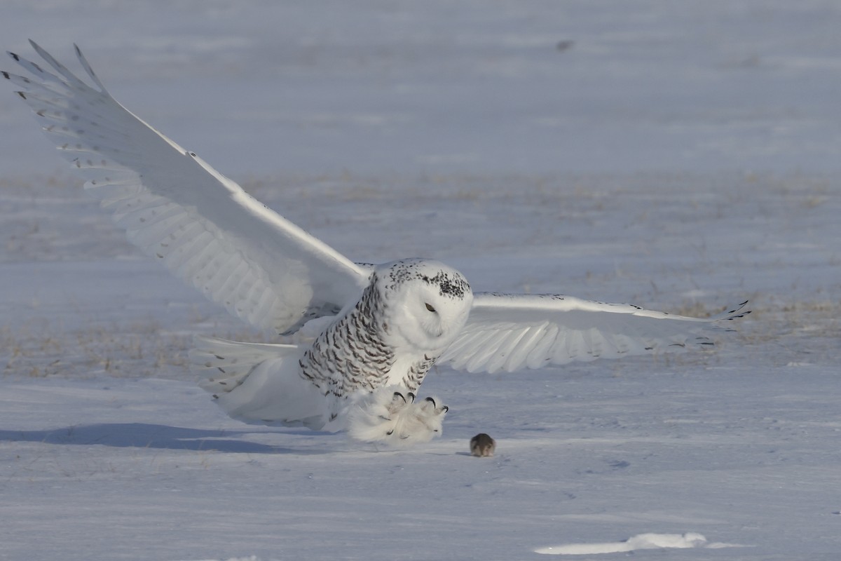 Snowy Owl - wang ye