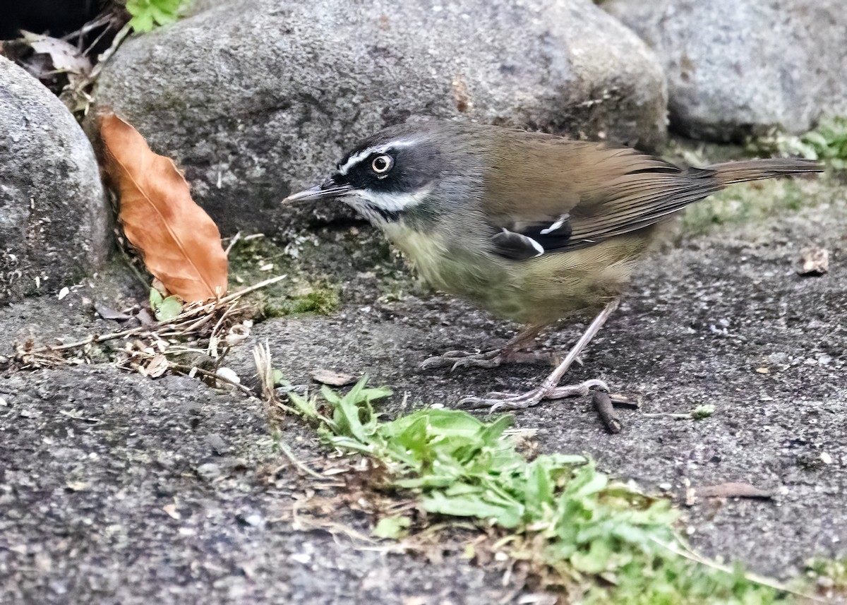 White-browed Scrubwren (White-browed) - ML627350165