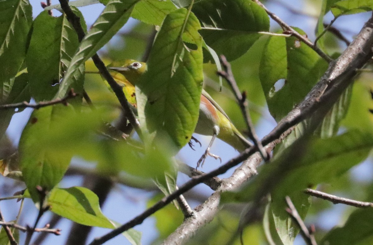 Chestnut-flanked White-eye - ML627350197