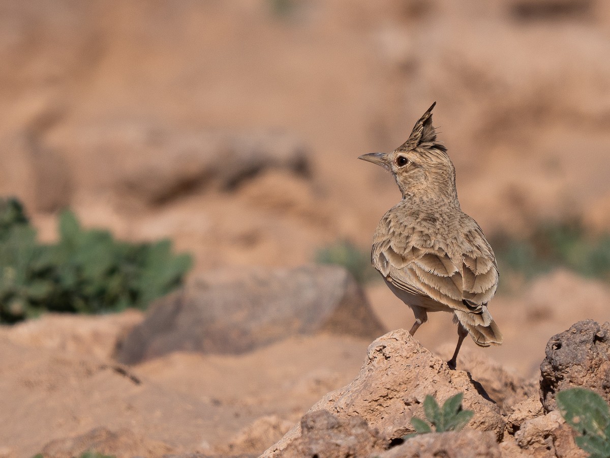 Crested Lark (Maghreb) - ML627350295