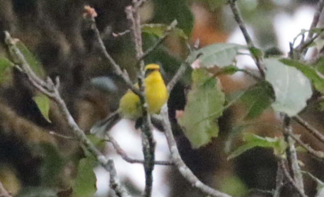 Yellow-bellied Fairy-Fantail - ML627350459