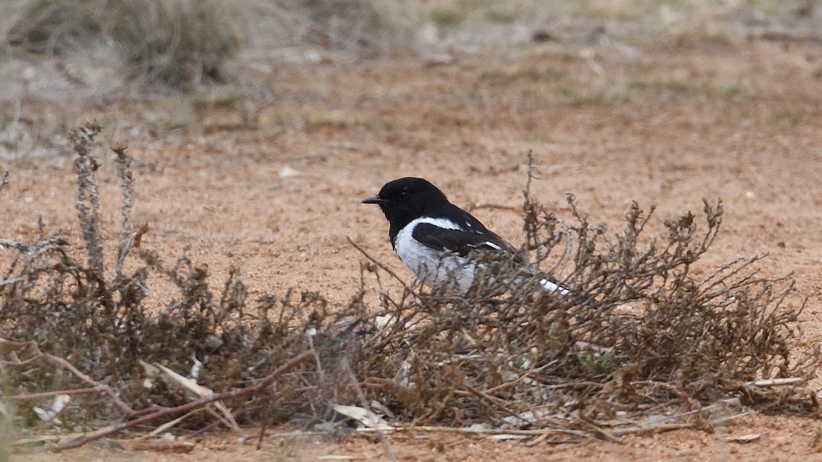 Hooded Robin - ML627350466