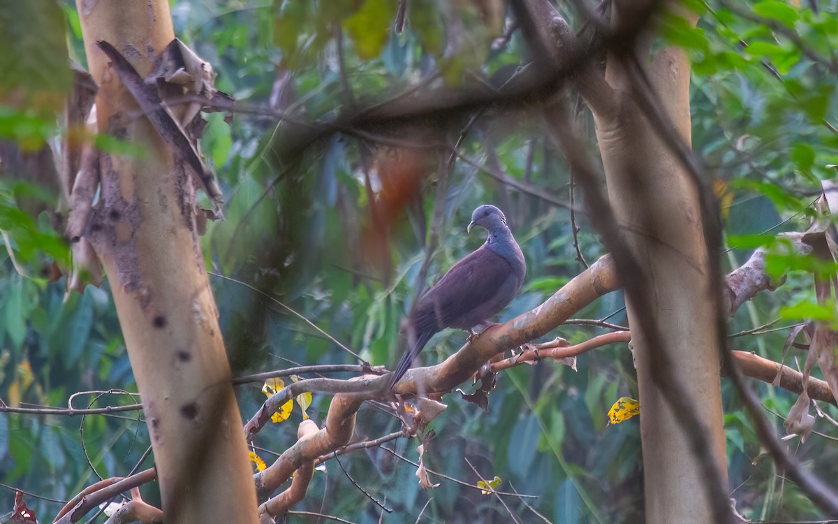 Nilgiri Wood-Pigeon - ML627350491