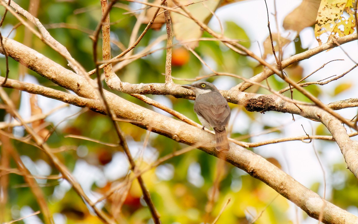 Malabar Woodshrike - ML627350525