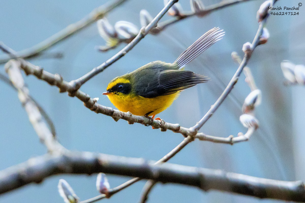 Yellow-bellied Fairy-Fantail - ML627350606