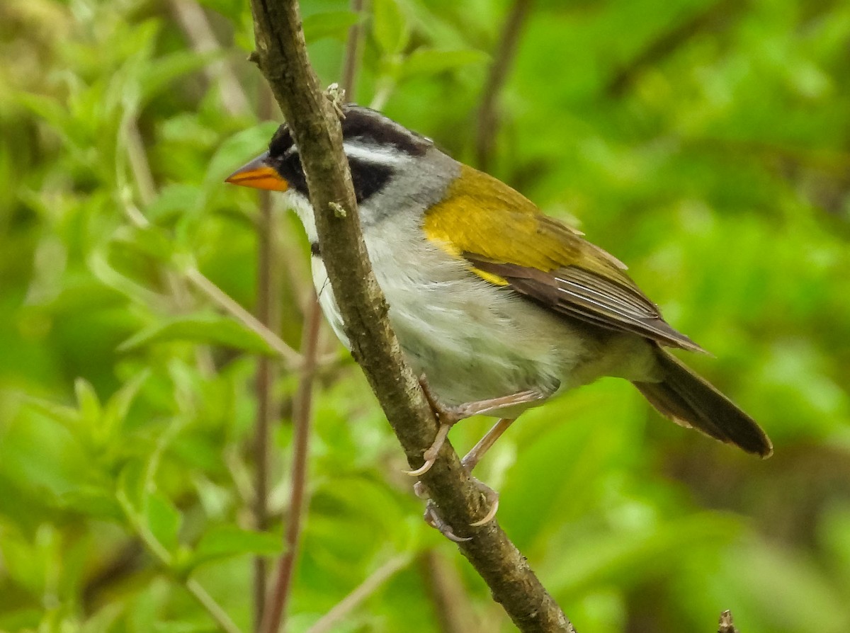 Saffron-billed Sparrow (Saffron-billed) - ML627350614