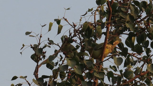 Yellow-footed Green-Pigeon - ML627350718