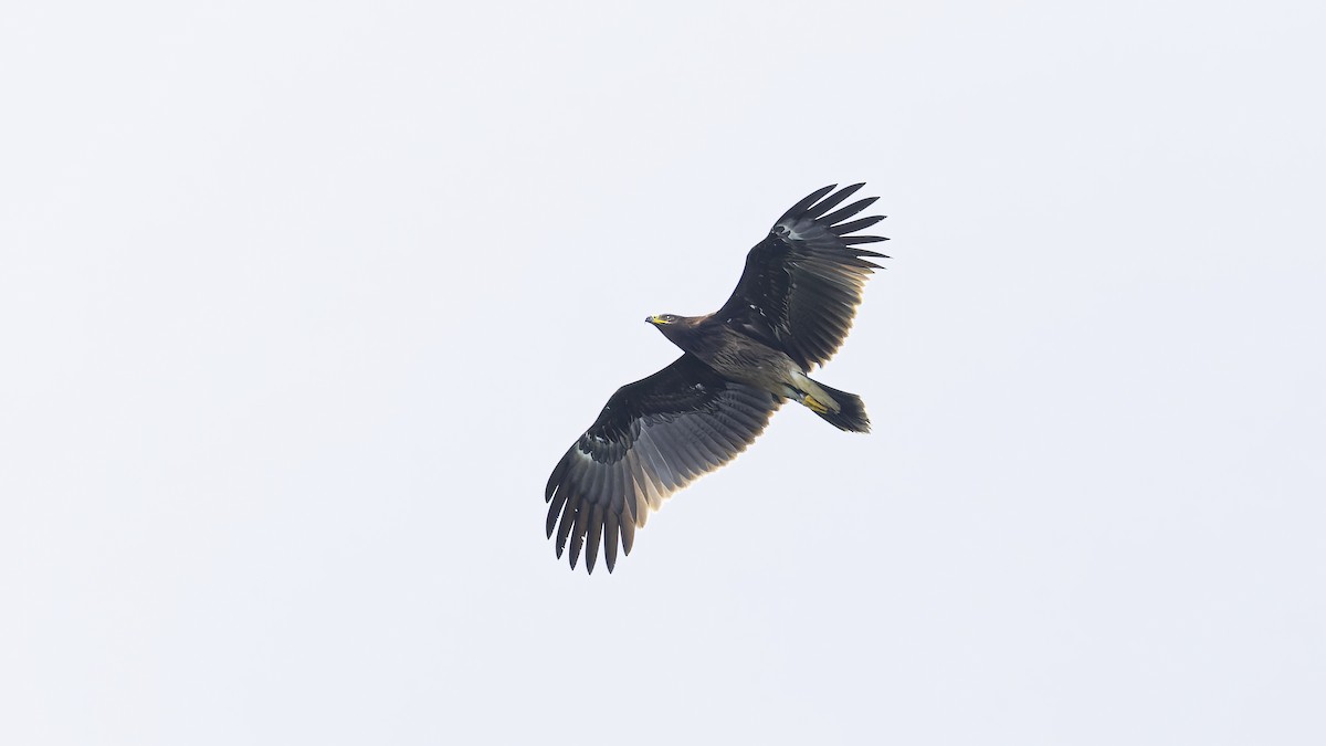 Booted Eagle - ML627350719