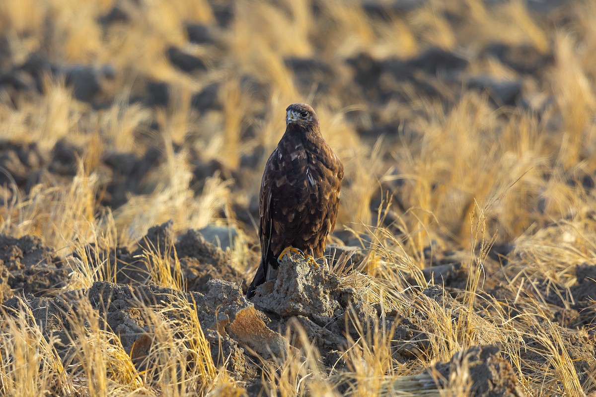Upland Buzzard - ML627350830