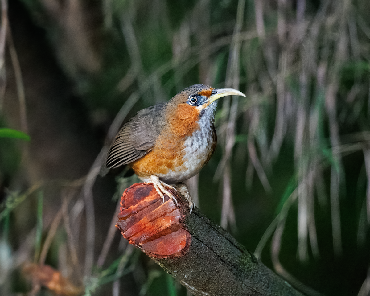 Rusty-cheeked Scimitar-Babbler - ML627350857