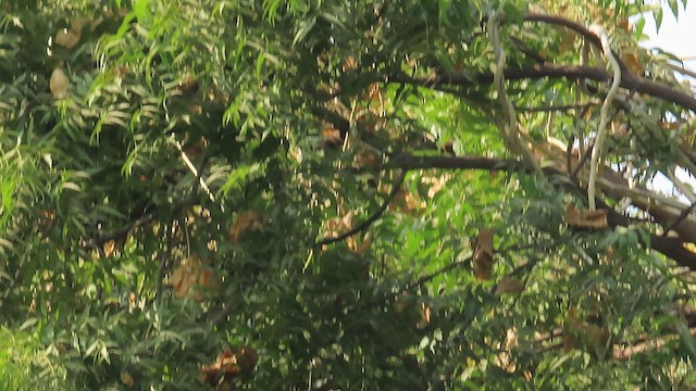 Hume's Warbler - ML627350899