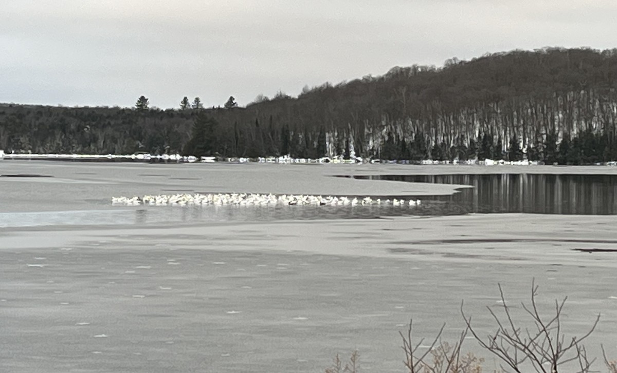 Гуска біла - ML627351061