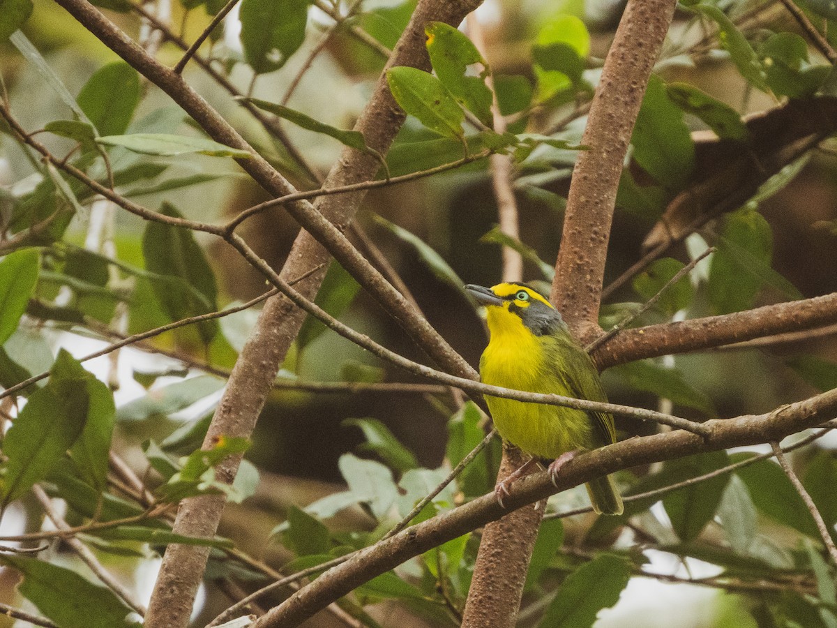 Slaty-capped Shrike-Vireo - ML627351156