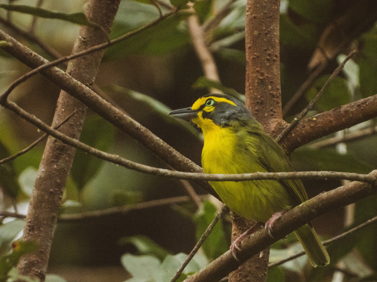 Slaty-capped Shrike-Vireo - ML627351157