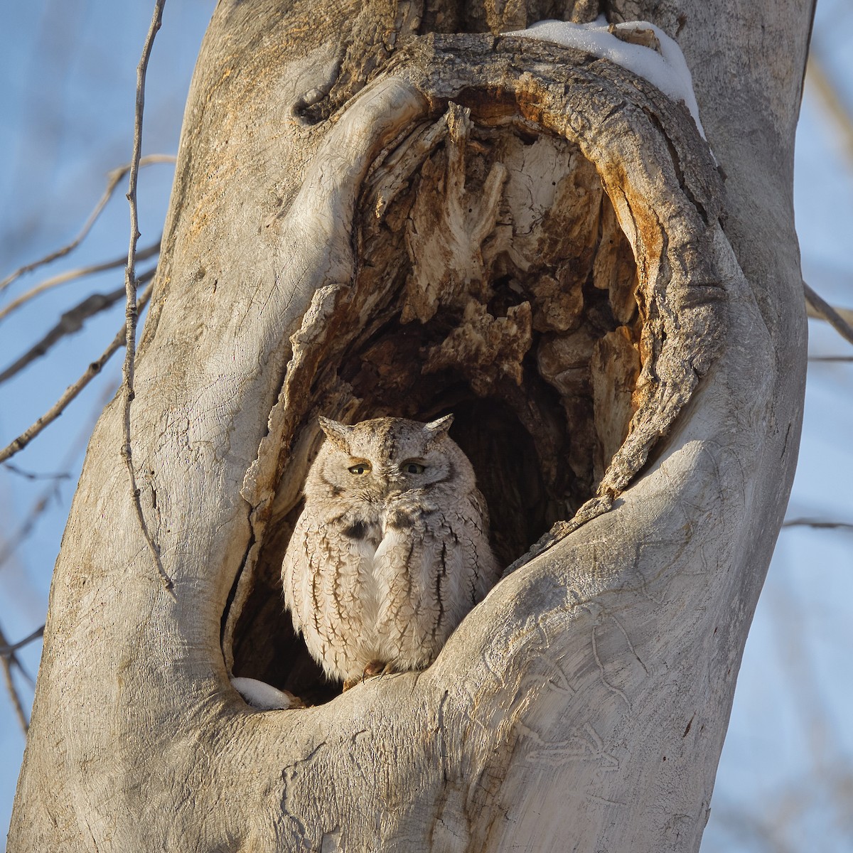 Eastern Screech-Owl (Northern) - ML627351204