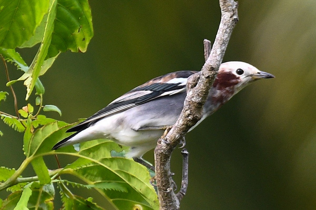 Chestnut-cheeked Starling - ML627351233