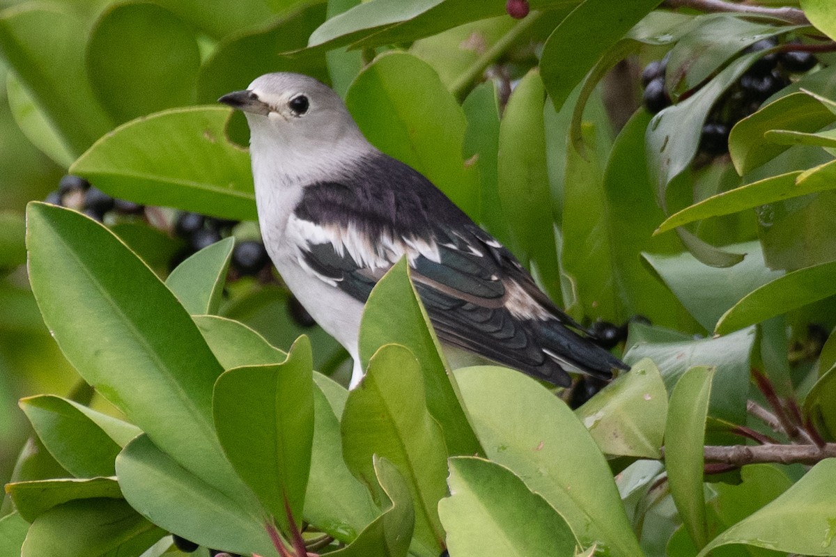 Daurian Starling - ML627351347