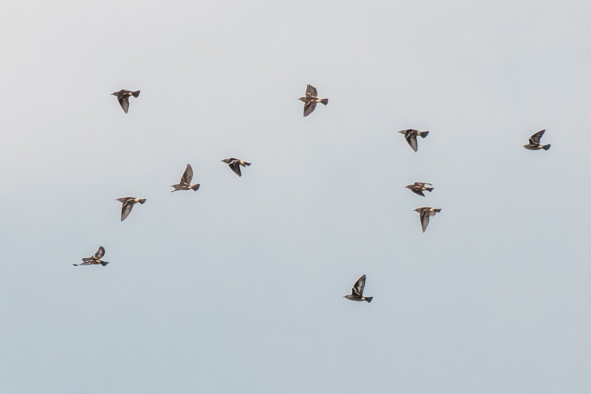 Daurian Starling - ML627351348