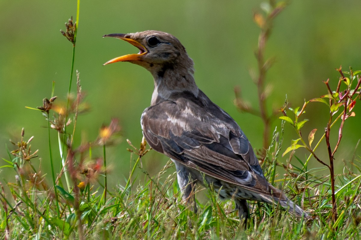 Rosy Starling - ML627351355