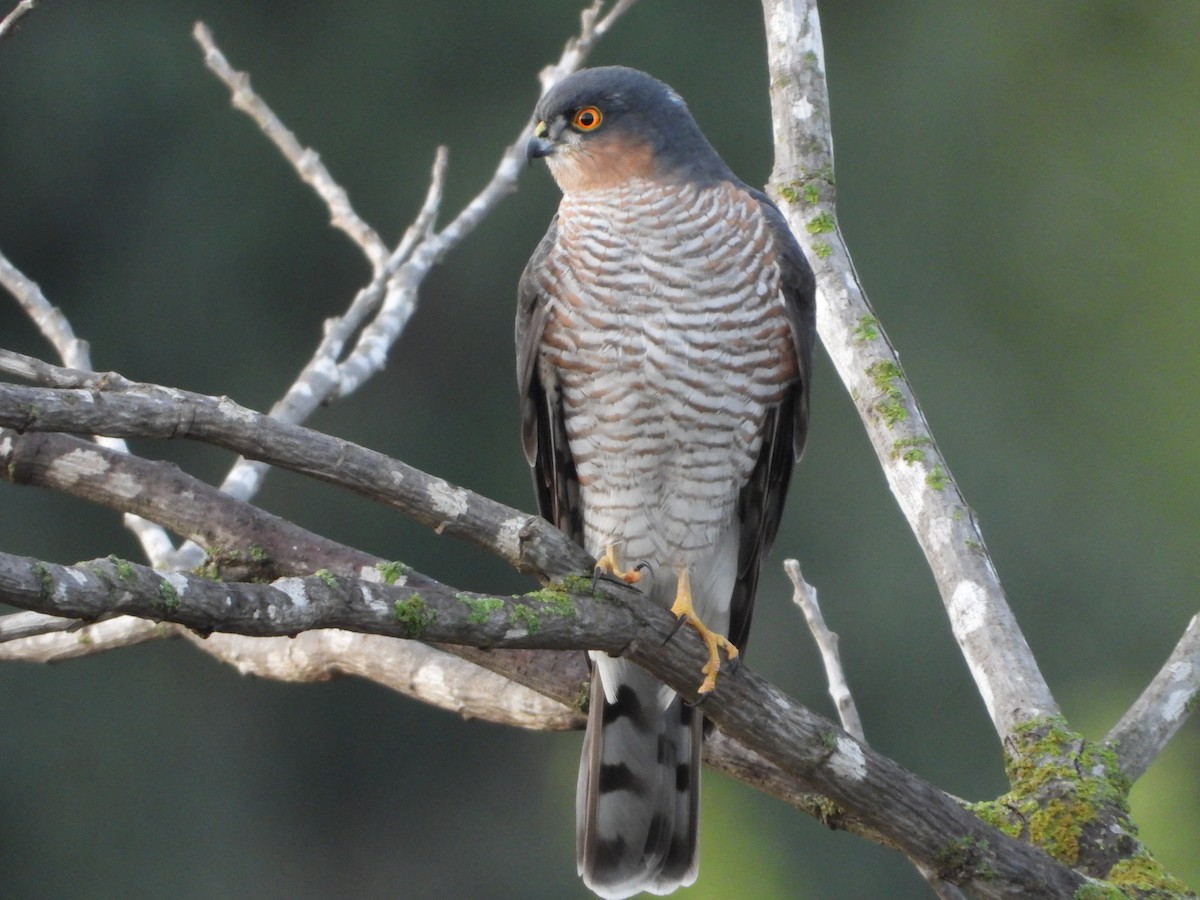 Eurasian Sparrowhawk - ML627351448