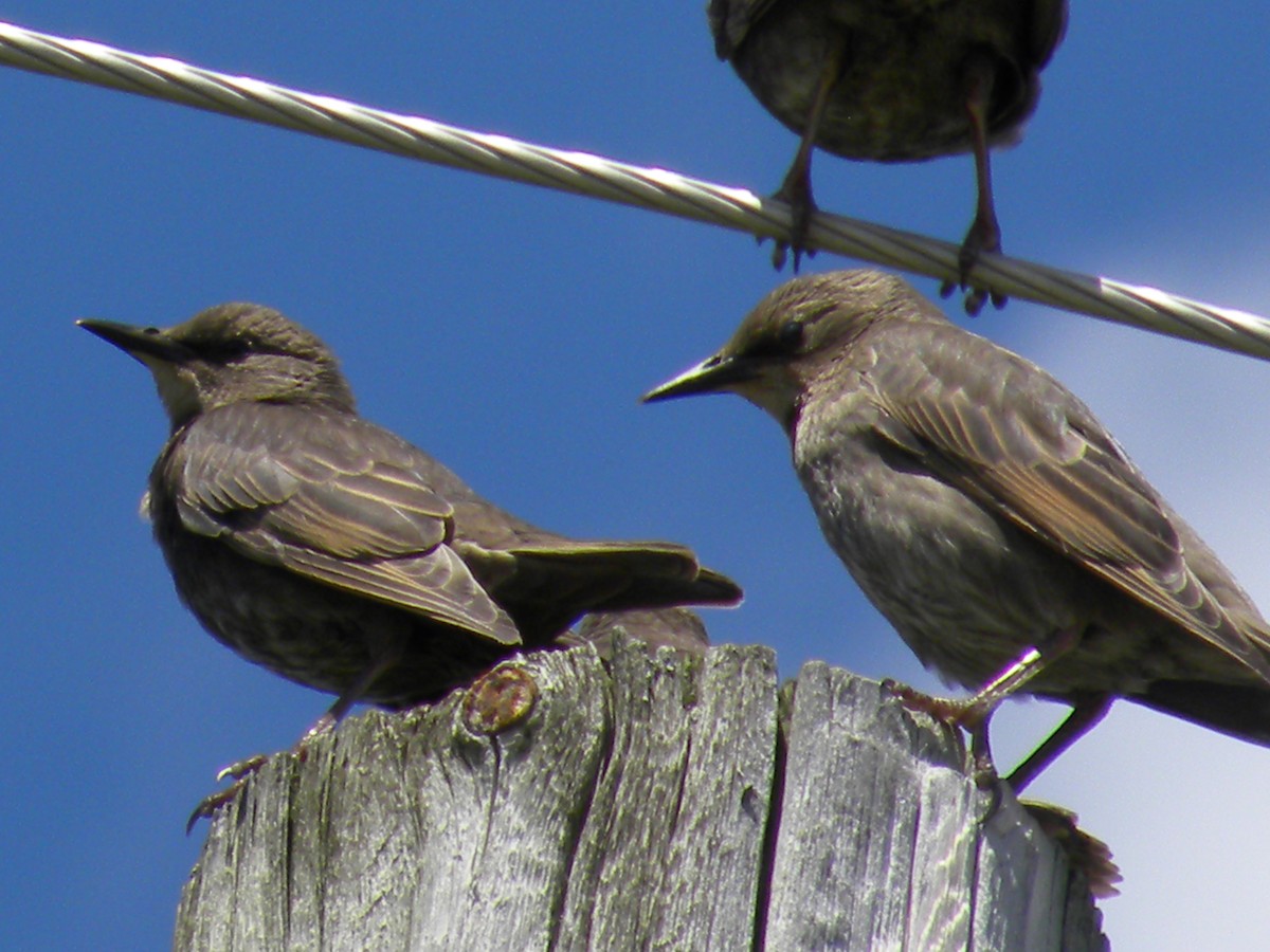 Common Grackle - ML62735151