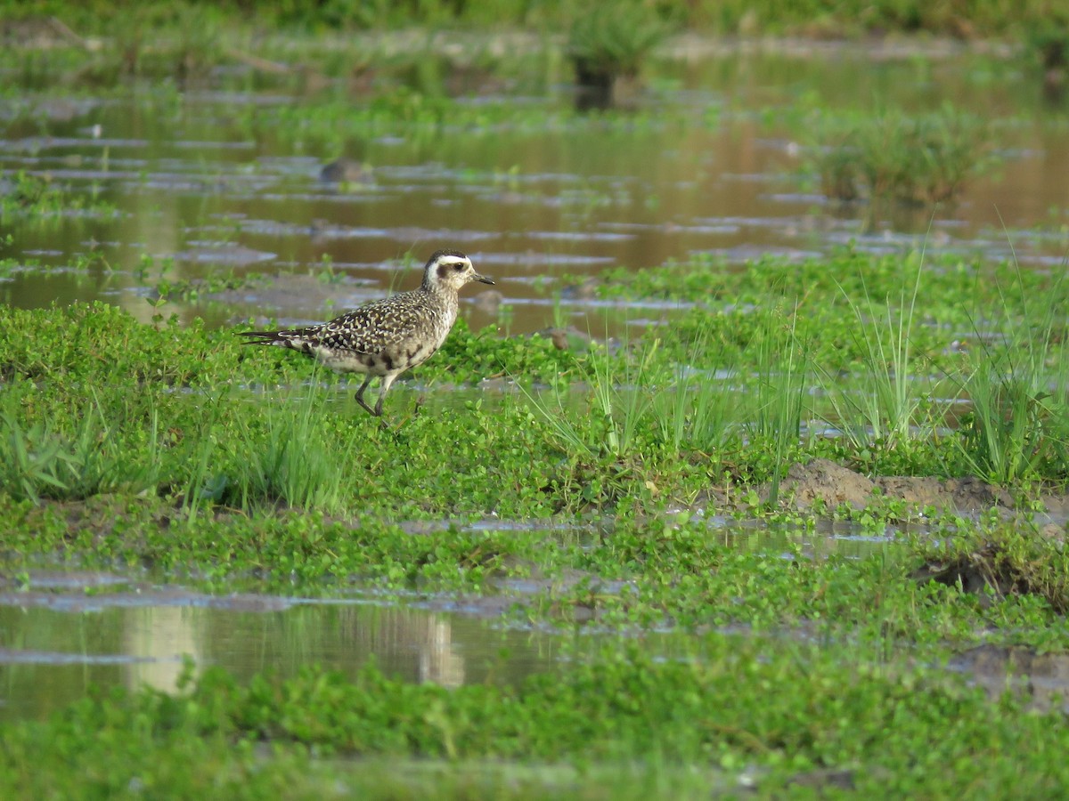 American Golden-Plover - ML627351517