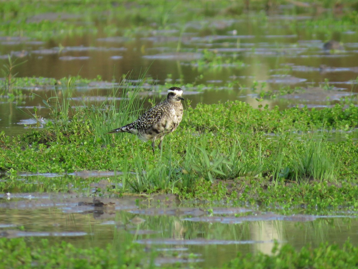 American Golden-Plover - ML627351518