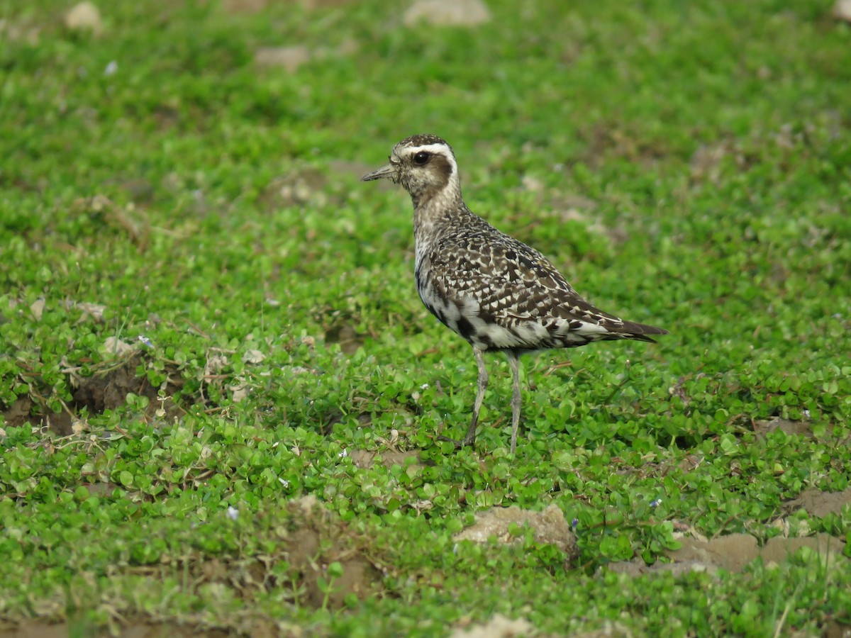 American Golden-Plover - ML627351519