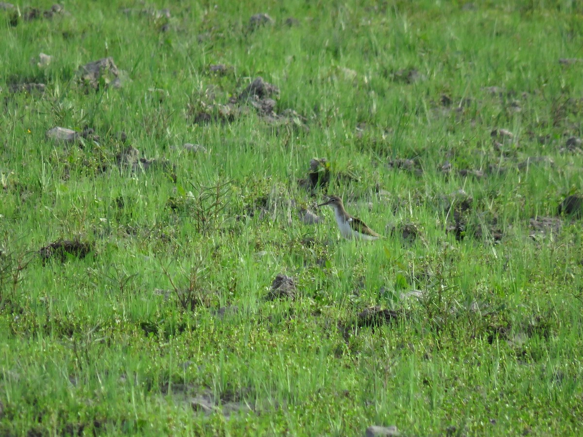 Spotted Sandpiper - ML627351521