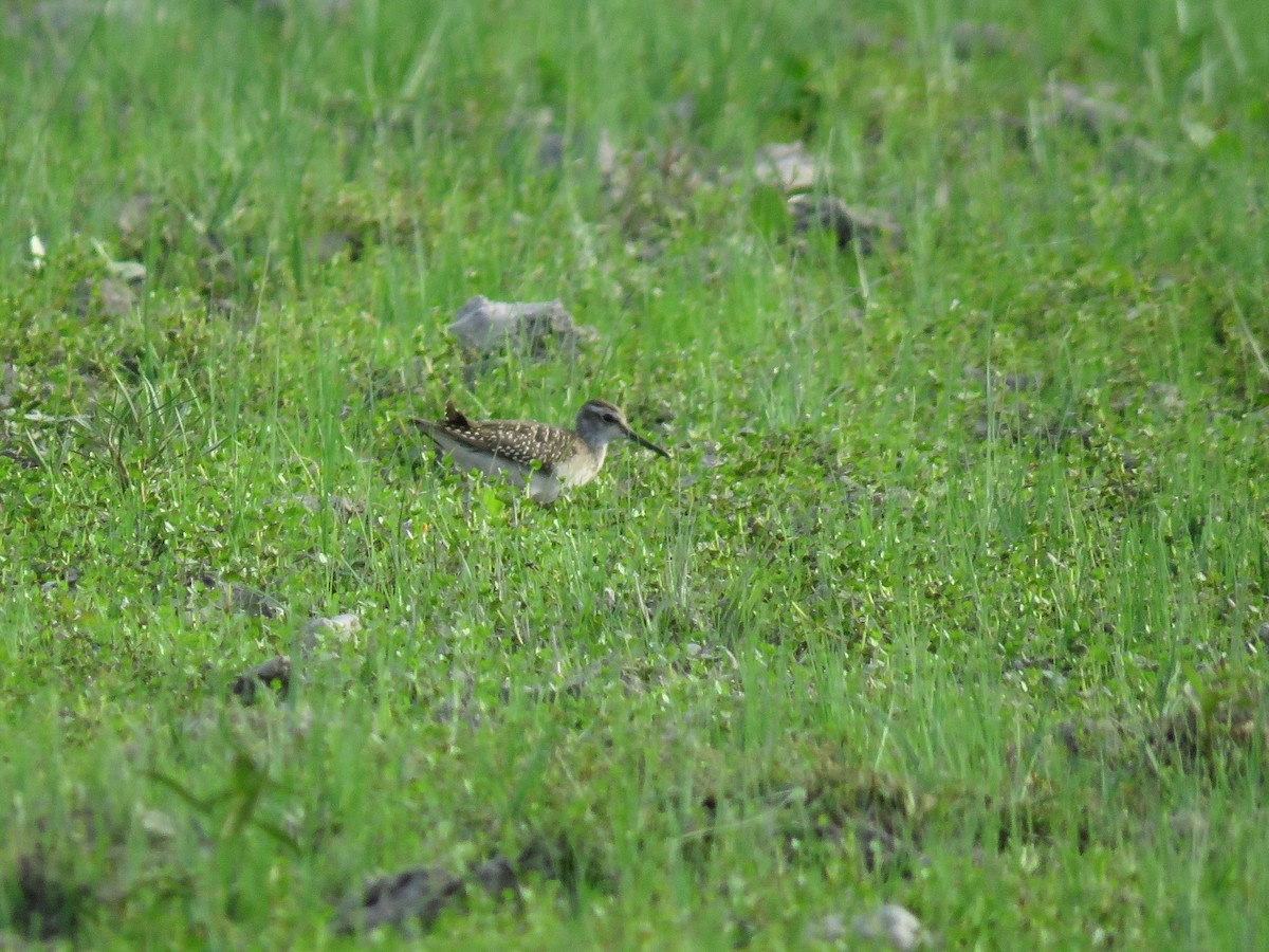 Wood Sandpiper - ML627351524