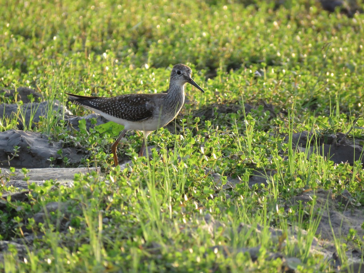 Lesser Yellowlegs - ML627351529