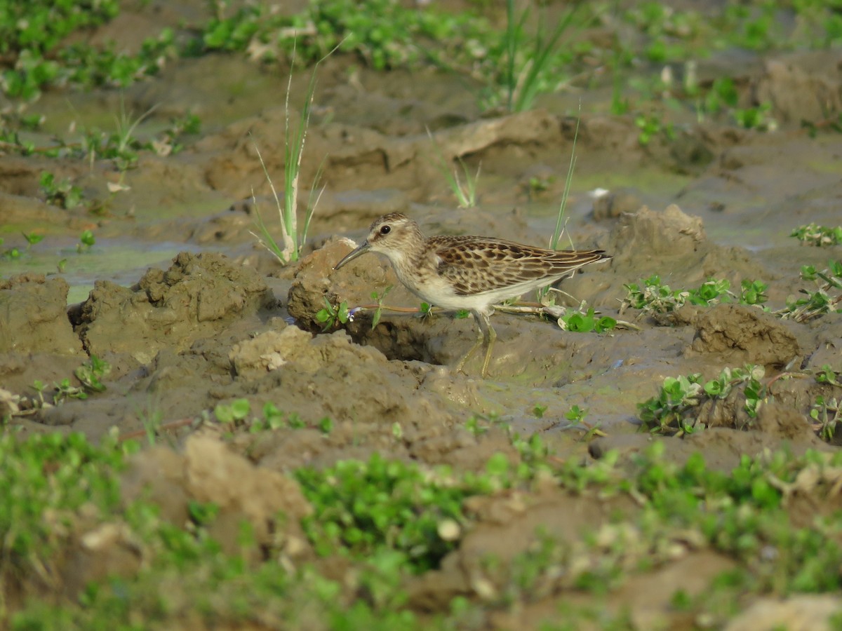 Least Sandpiper - ML627351532