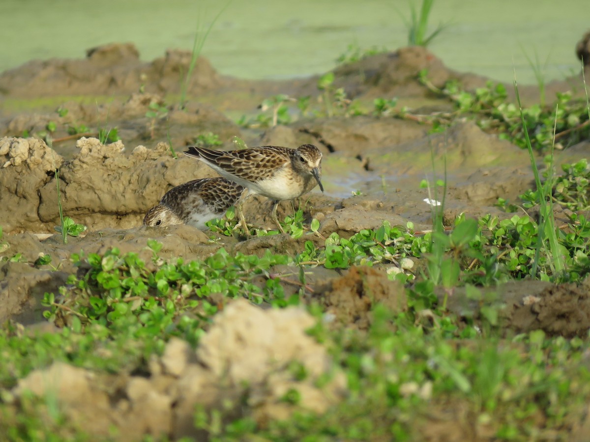 Least Sandpiper - ML627351533