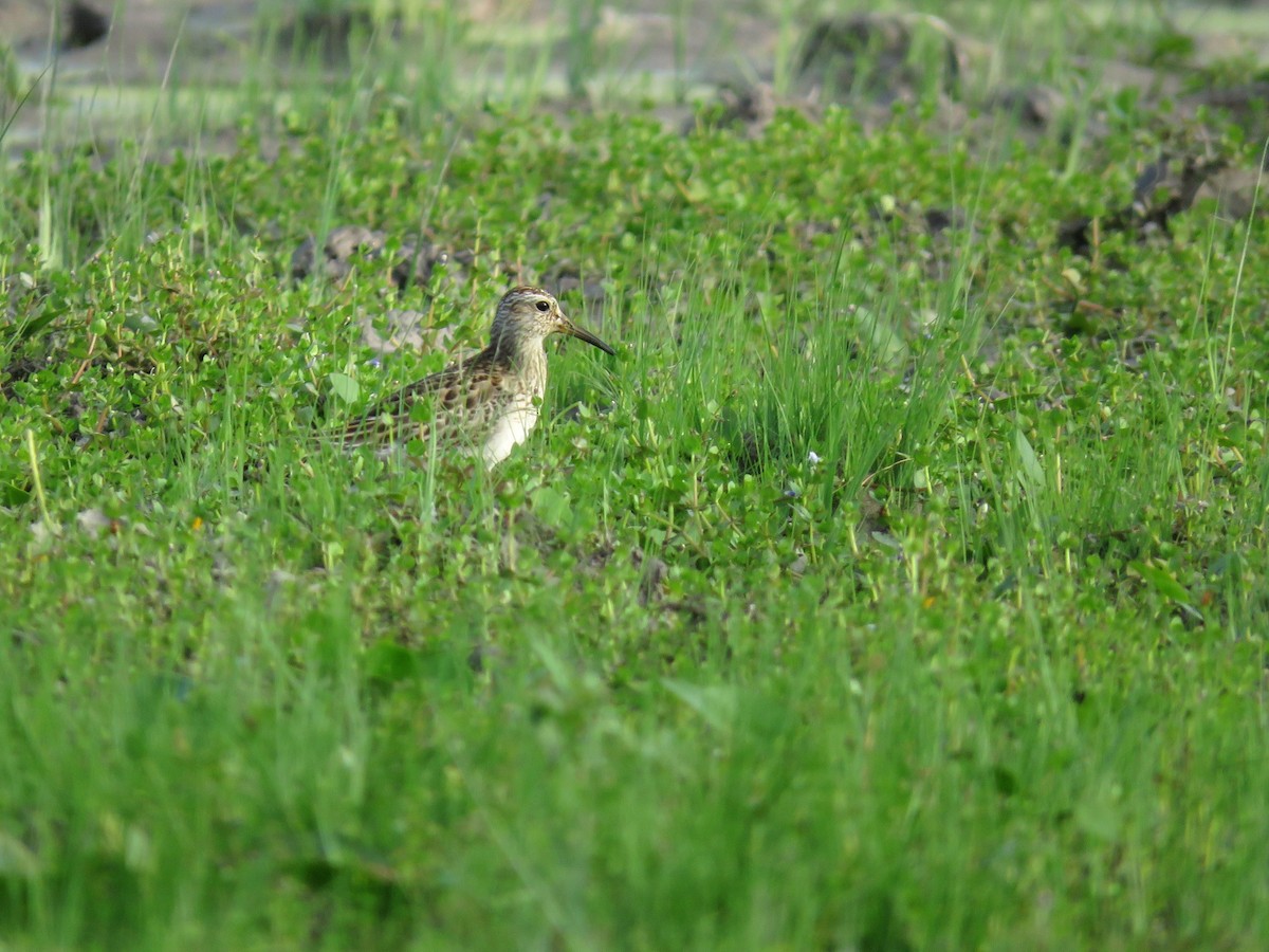 alaskasnipe - ML627351538