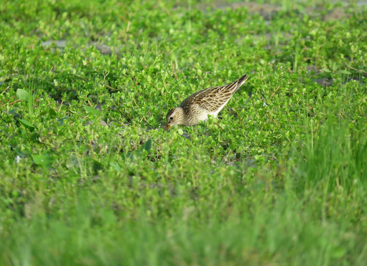 alaskasnipe - ML627351539