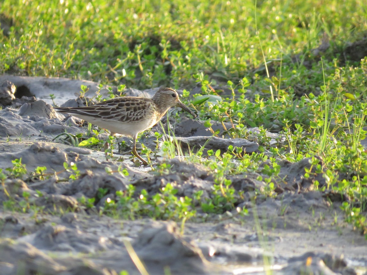 alaskasnipe - ML627351540