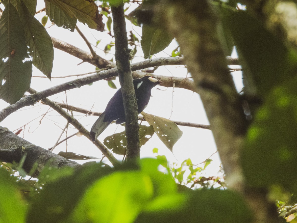 Black Solitaire - ML627351576