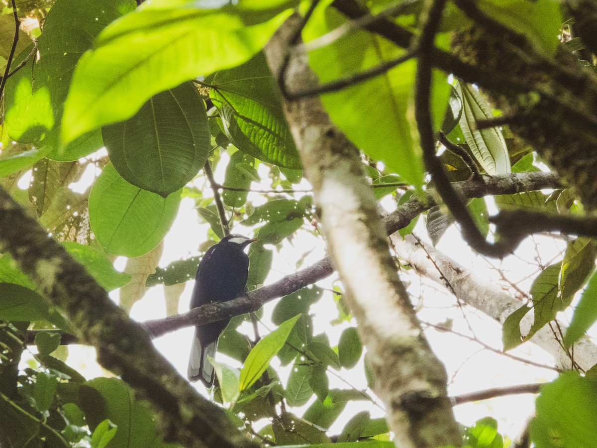 Black Solitaire - ML627351578