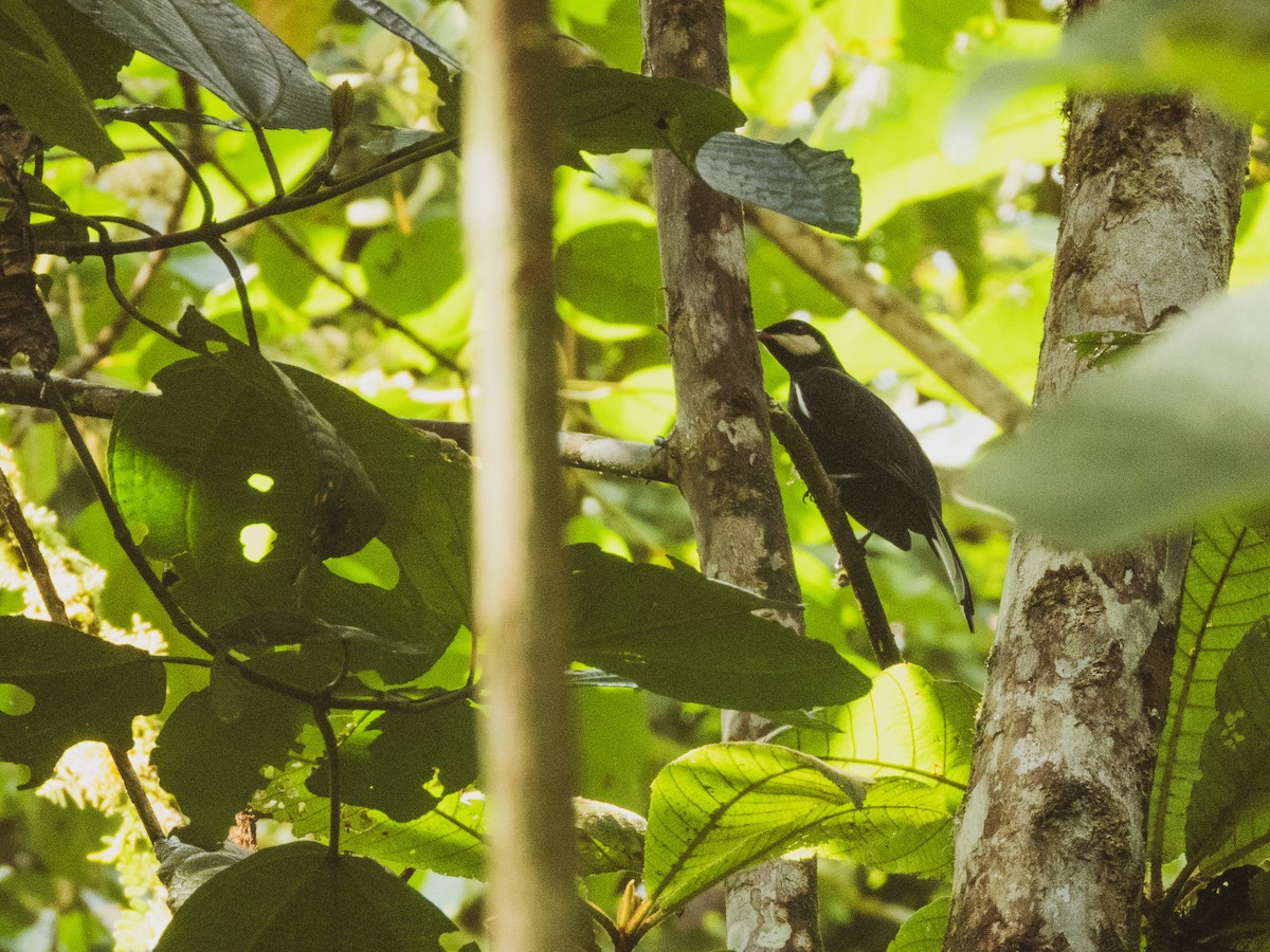 Black Solitaire - ML627351579