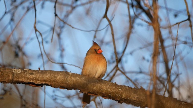 ショウジョウコウカンチョウ - ML627351638
