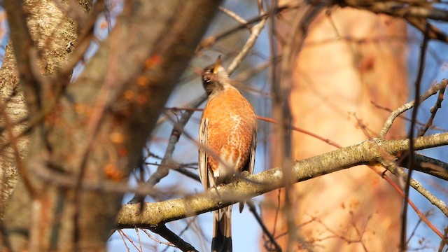 コマツグミ - ML627351640