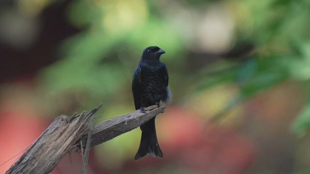 Crow-billed Drongo - ML627351648