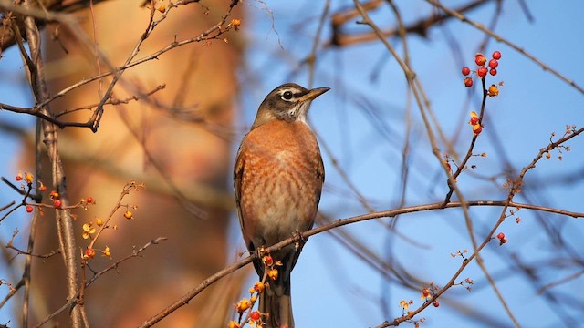 コマツグミ - ML627351654