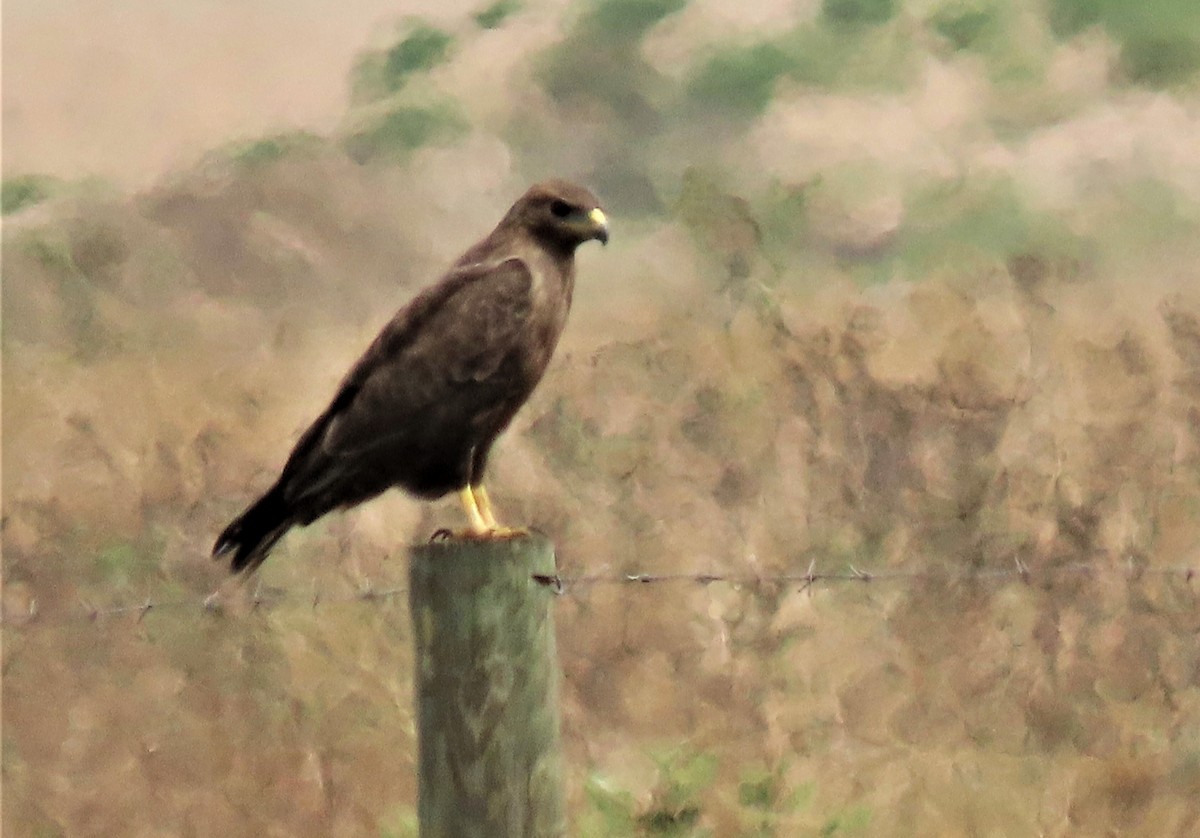 Jackal Buzzard - ML627351657